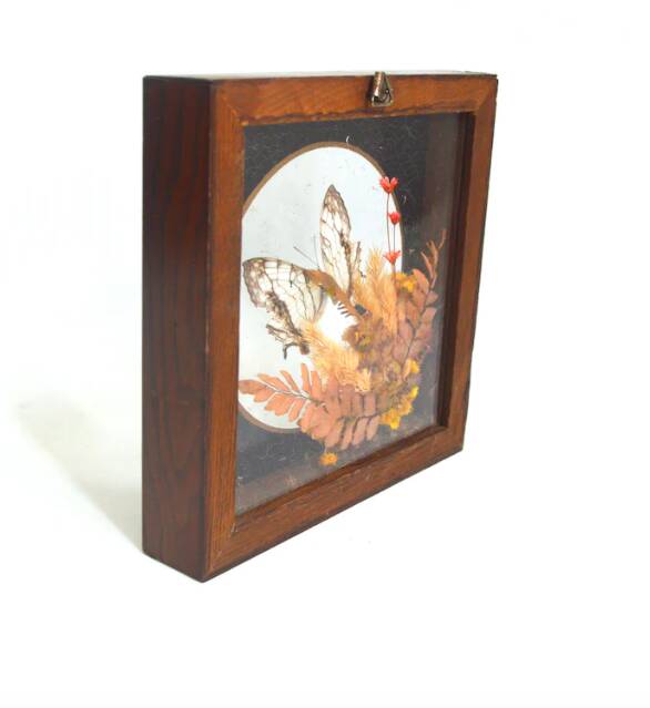 Cadre vitrine papillon