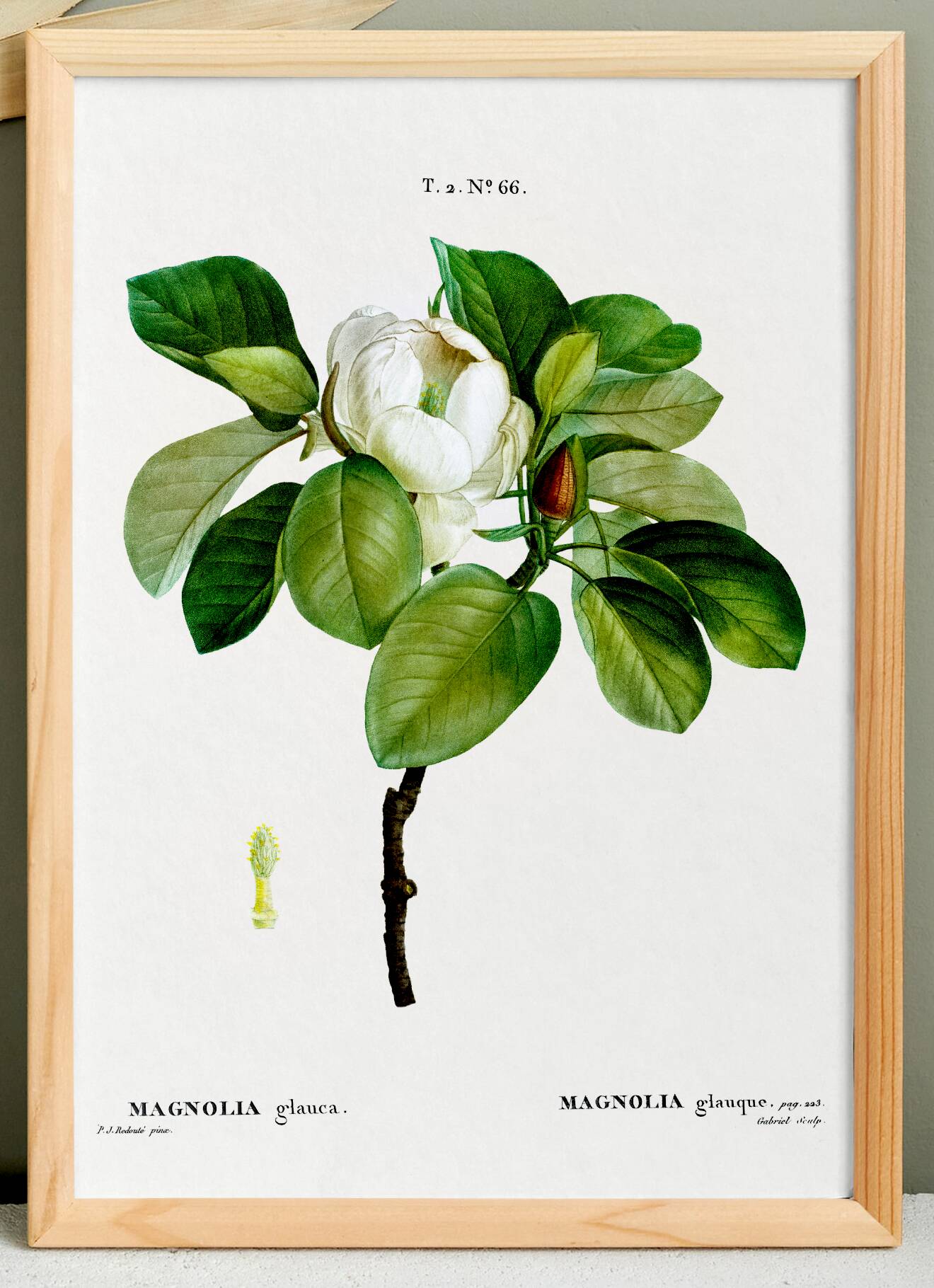 Botanical poster on the Magnolia, after an old engraving from 1802
