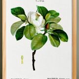Botanical poster on the Magnolia, after an old engraving from 1802