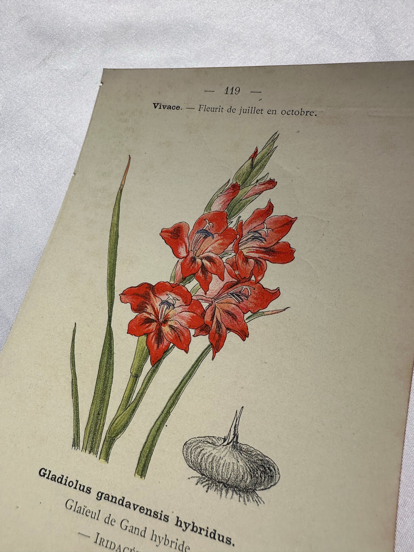 🌿 Botanical Plate Old Naturalist Engraving 19th Century Double-Sided A