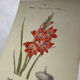 🌿 Botanical Plate Old Naturalist Engraving 19th Century Double-Sided A
