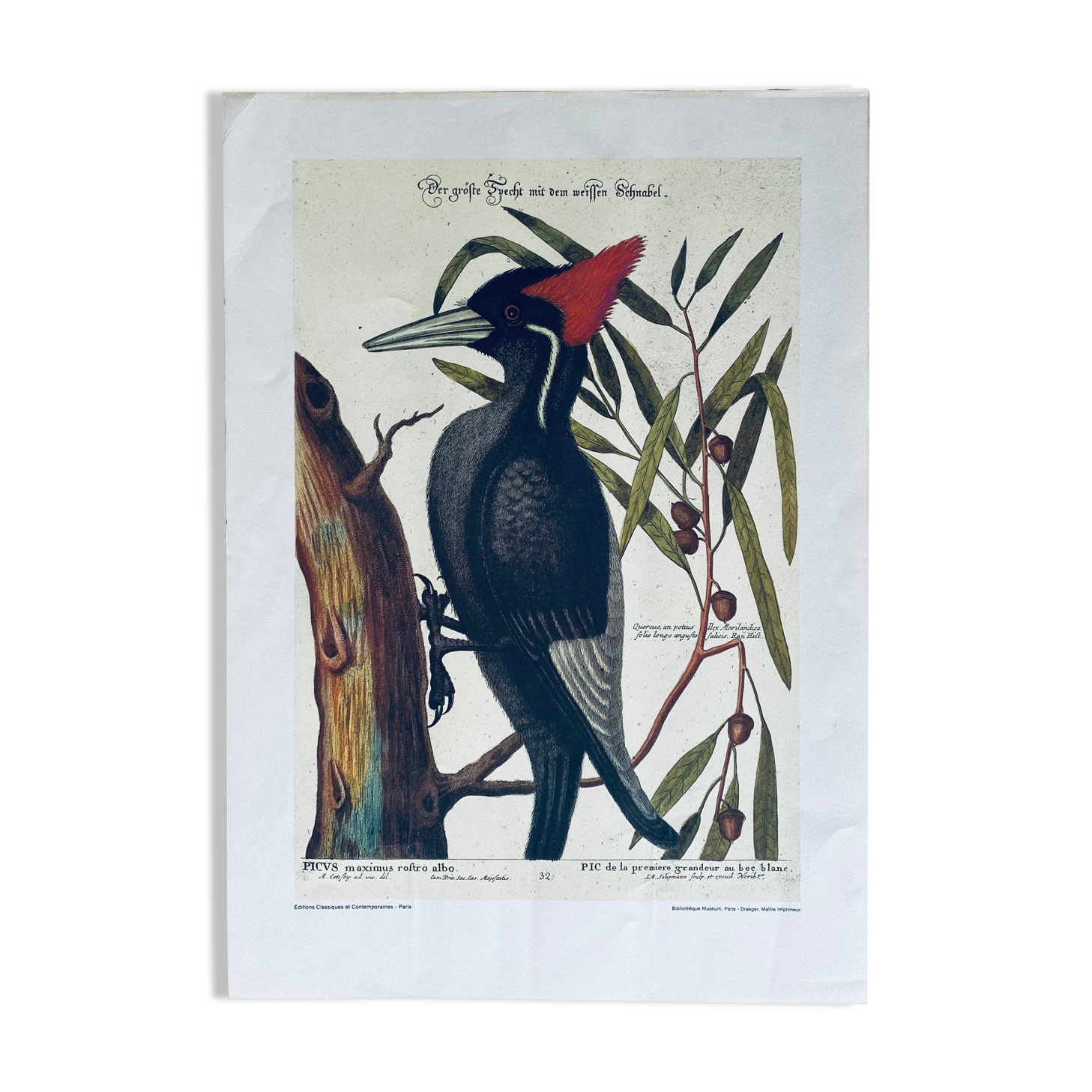 Ancient ornithological engraving, green peak