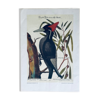 Gravure ornithologique ancienne, pic vert