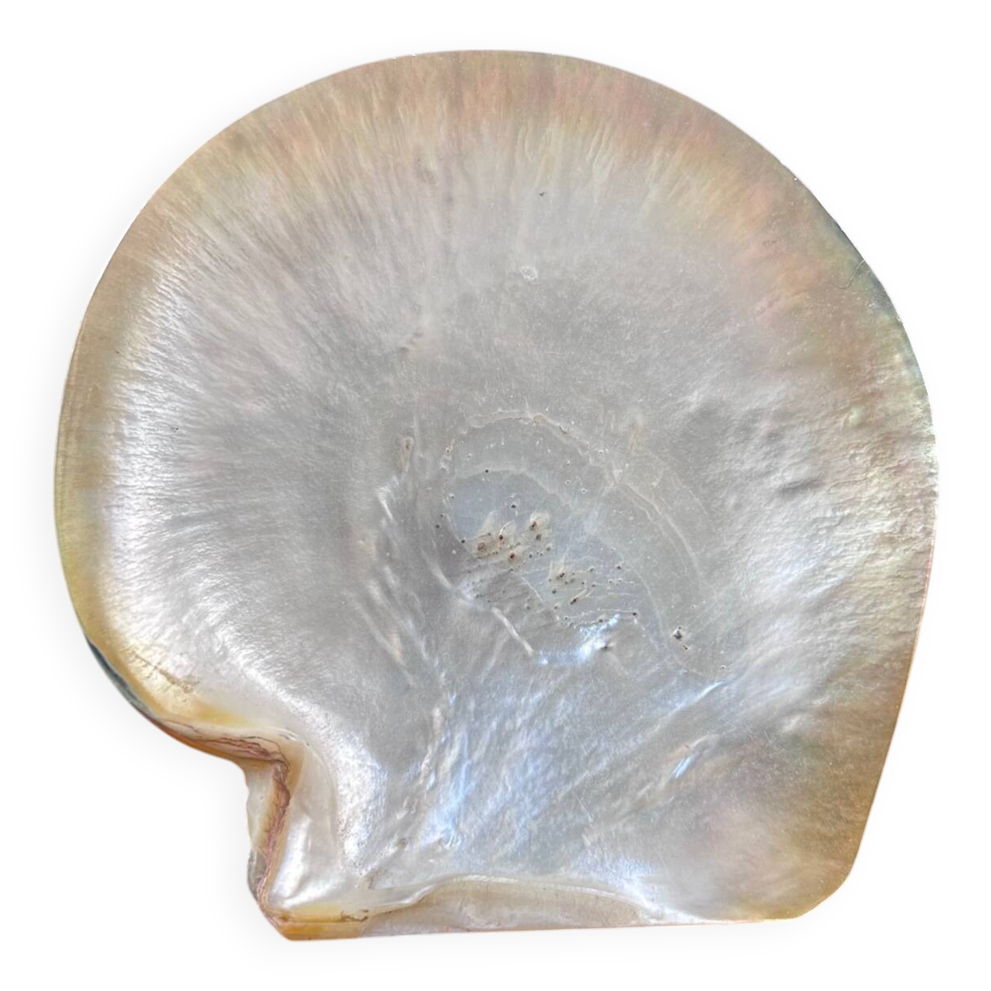 Mother-of-pearl shell emptier