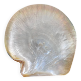 Mother-of-pearl shell emptier