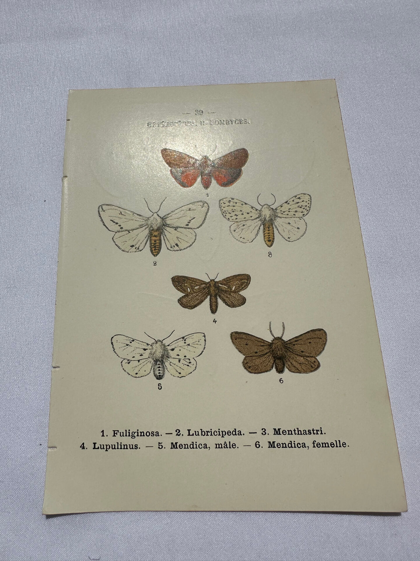 Naturalist engraving butterfly 19th century Botanical plate drawing art
