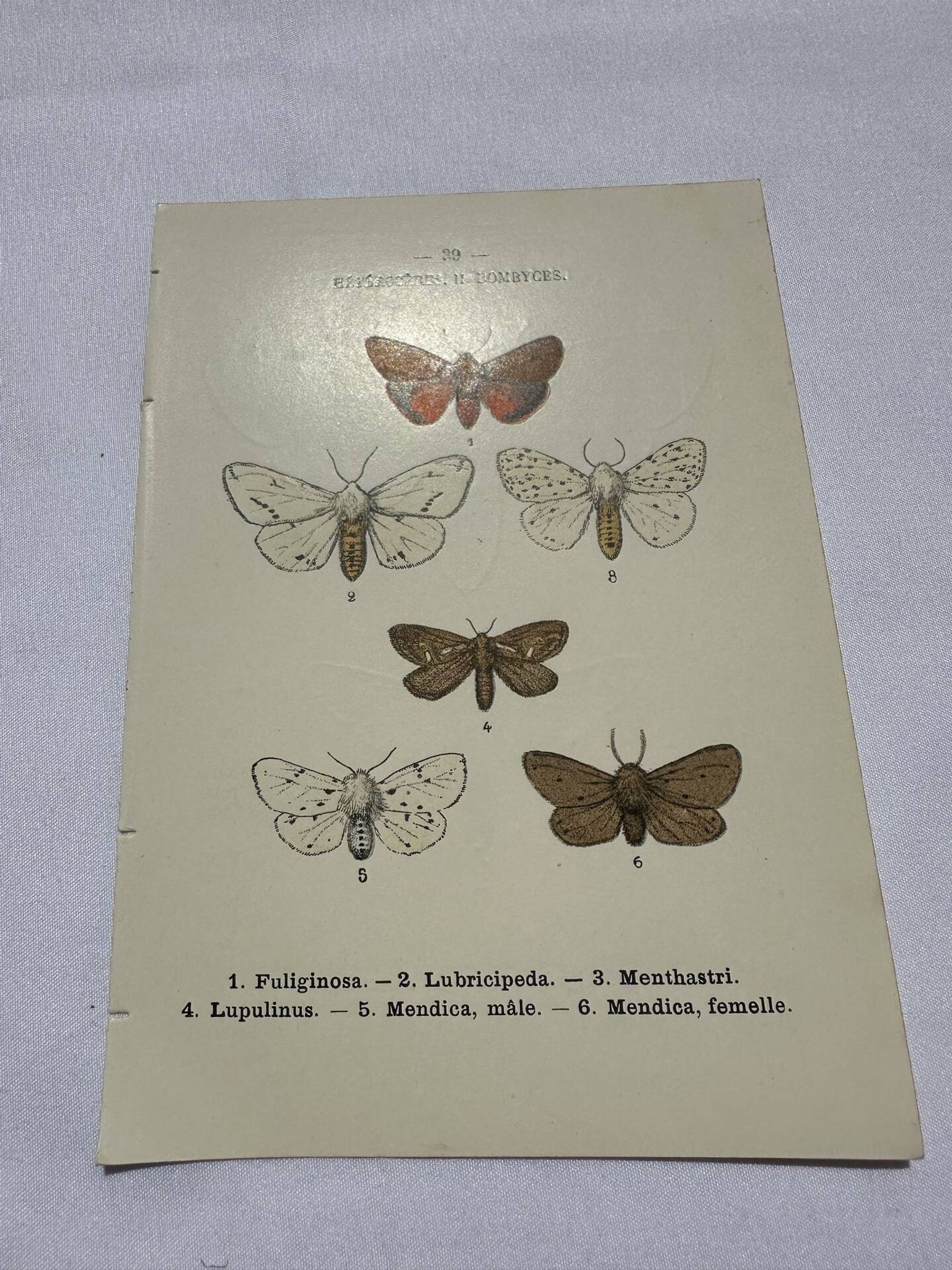 Naturalist engraving butterfly 19th century Botanical plate drawing art