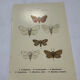 Naturalist engraving butterfly 19th century Botanical plate drawing art
