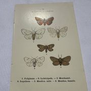 Naturalist engraving butterfly 19th century Botanical plate drawing art