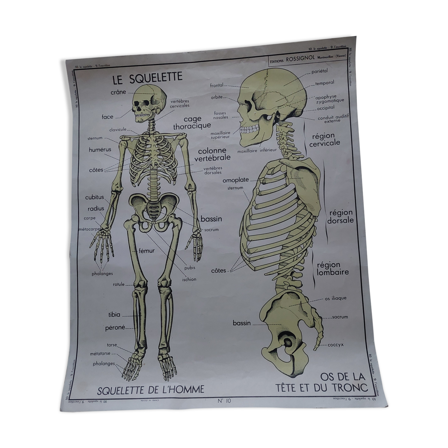 Rossignol school poster: the skeleton/excretion