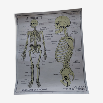 Rossignol school poster: the skeleton/excretion