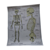 Rossignol school poster: the skeleton/excretion