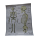 Rossignol school poster: the skeleton/excretion