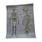 Rossignol school poster: the skeleton/excretion