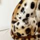 Vintage ceramic leopard