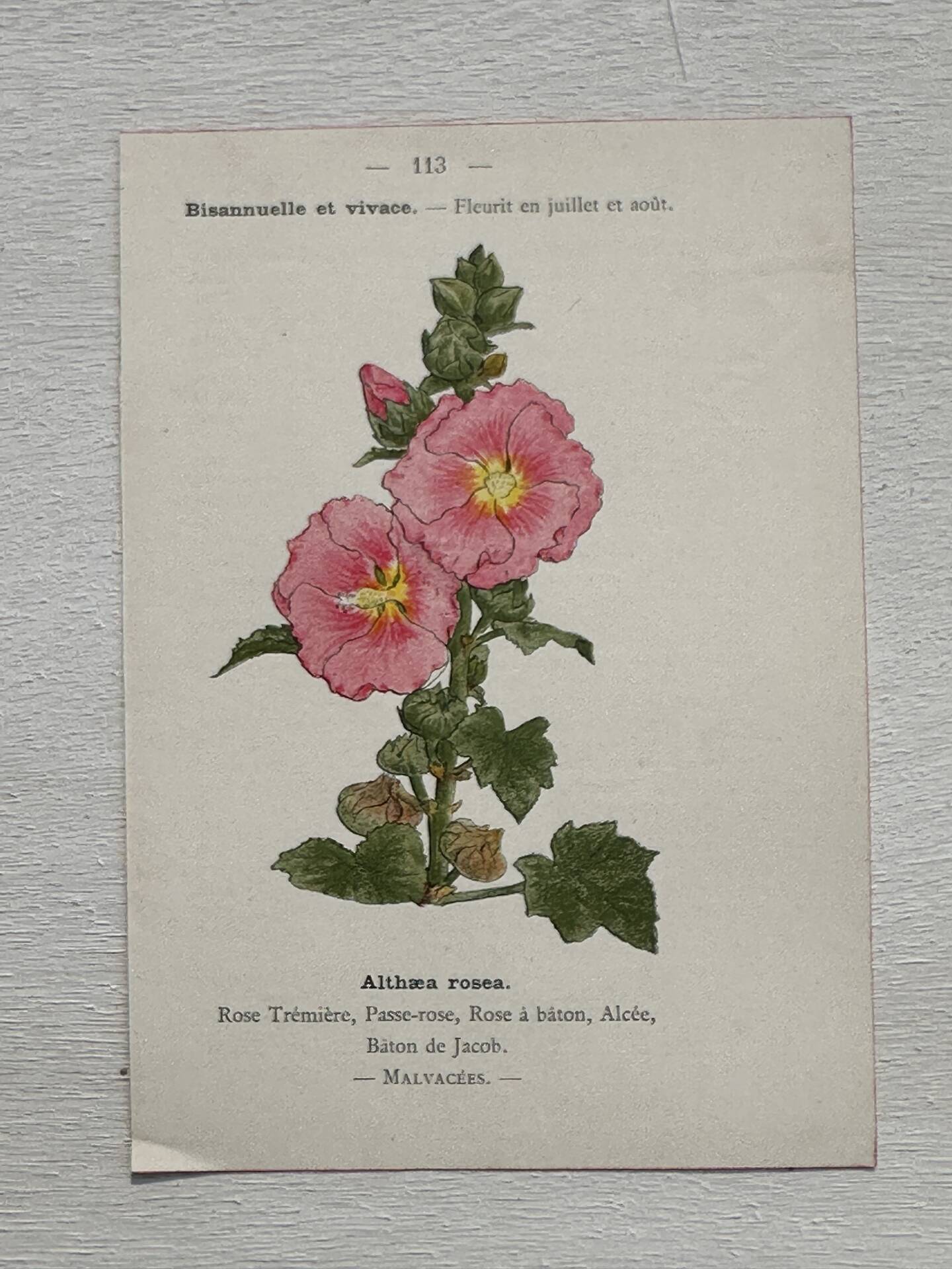 Botanical Plate 1800 Old Naturalist Engraving 19th Century Double-Sided