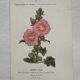 Botanical Plate 1800 Old Naturalist Engraving 19th Century Double-Sided