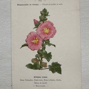 Planche Botanique 1800 Gravure naturaliste ancienne 19eme recto verso