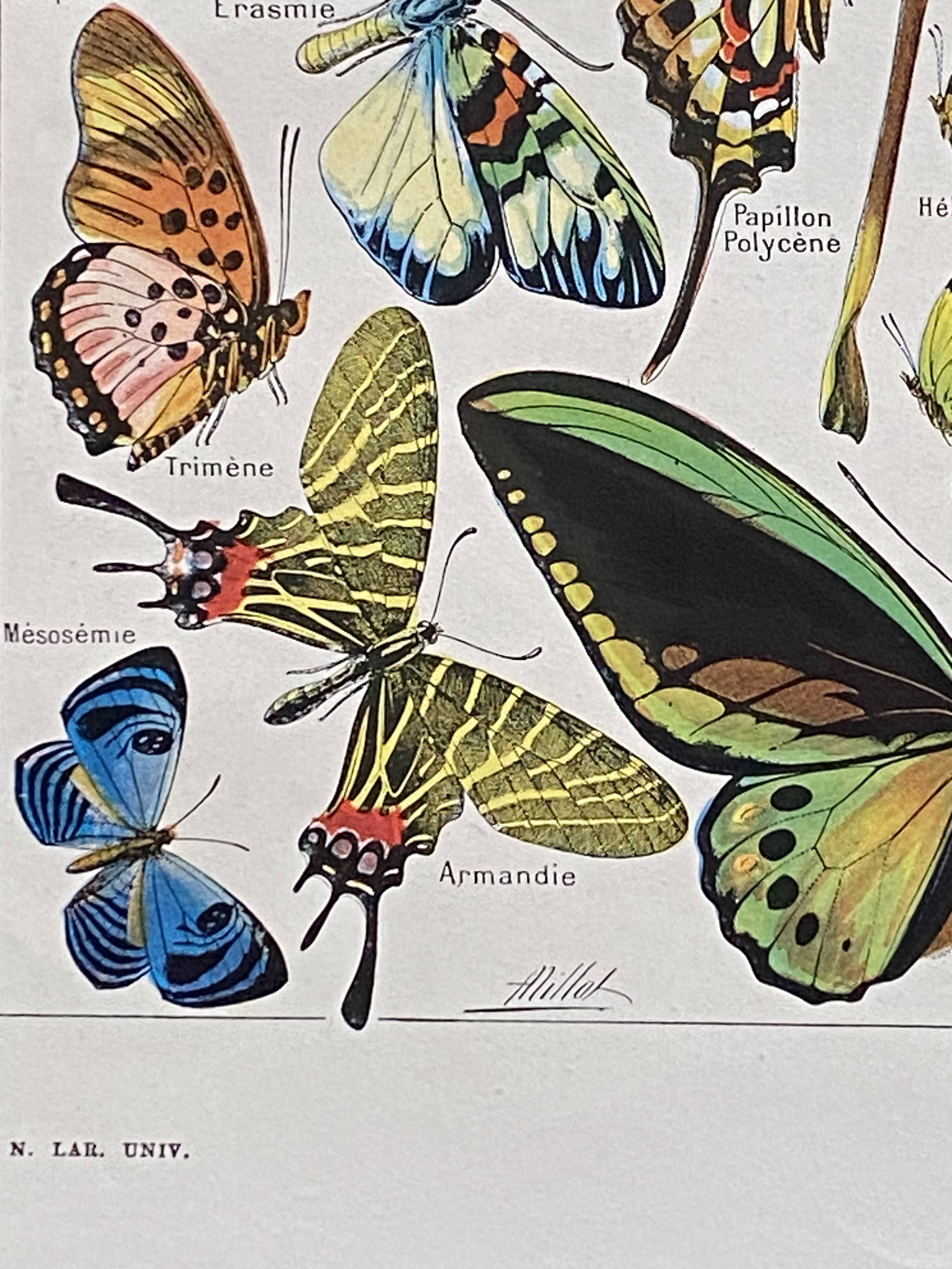 Old Millot illustration "butterflies"