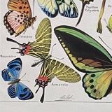 Old Millot illustration "butterflies"