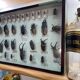 Boîte entomologie vitrine insectes