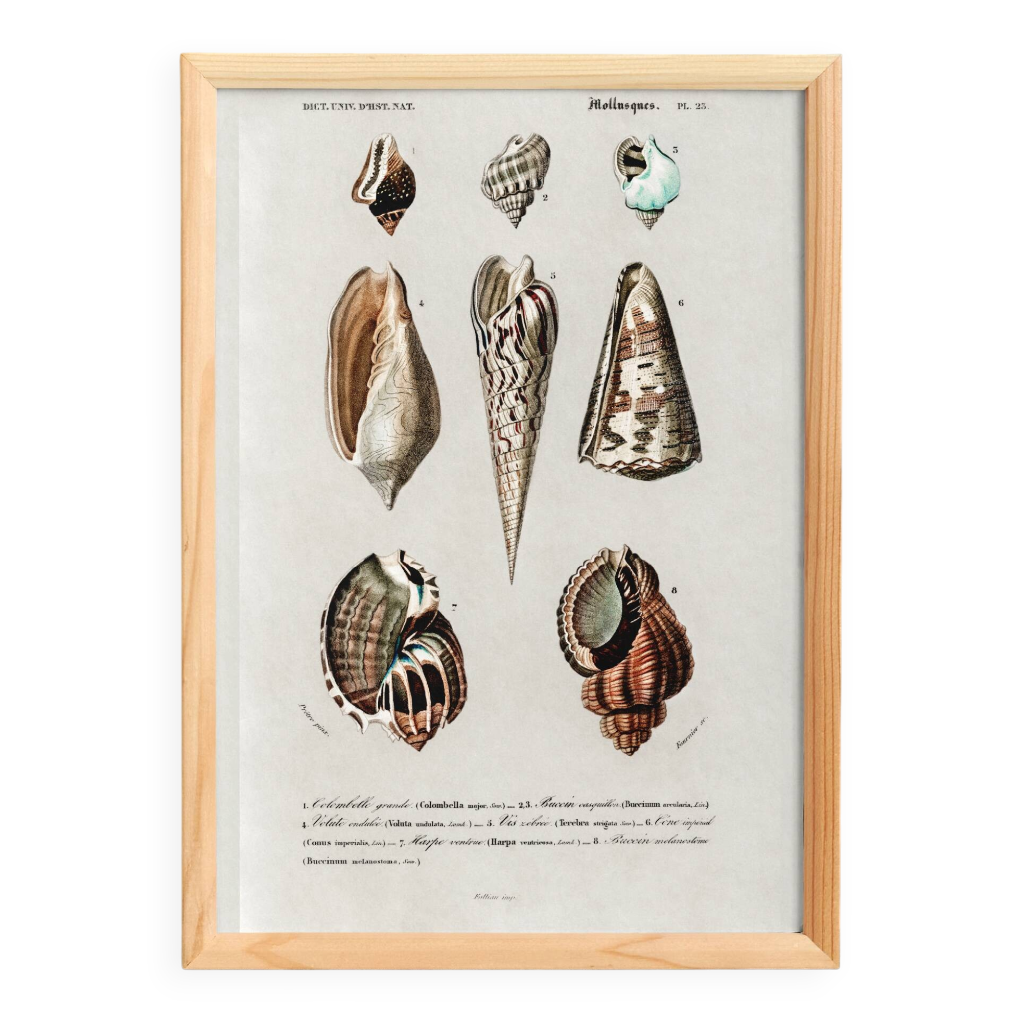 Poster about seashells, based on an old engraving from 1849.