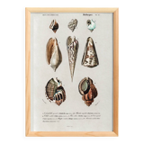 Poster about seashells, based on an old engraving from 1849.