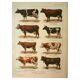 Antique engraving, 1921 - Cow and cattle breeds - farm illustration