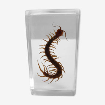 Chinese red-headed scolopendra resin insect