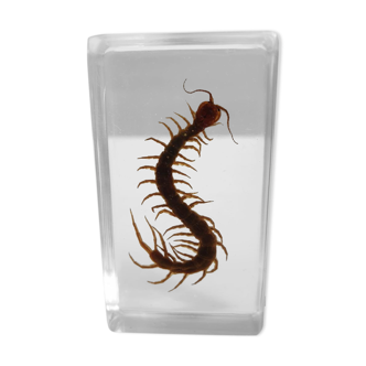 Chinese red-headed scolopendra resin insect