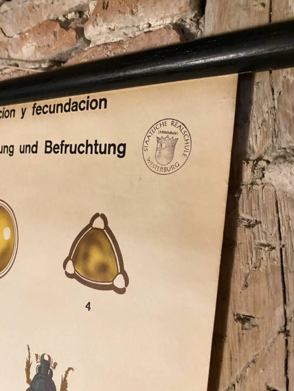 Botanical Poster: Pollination and Fertilisation