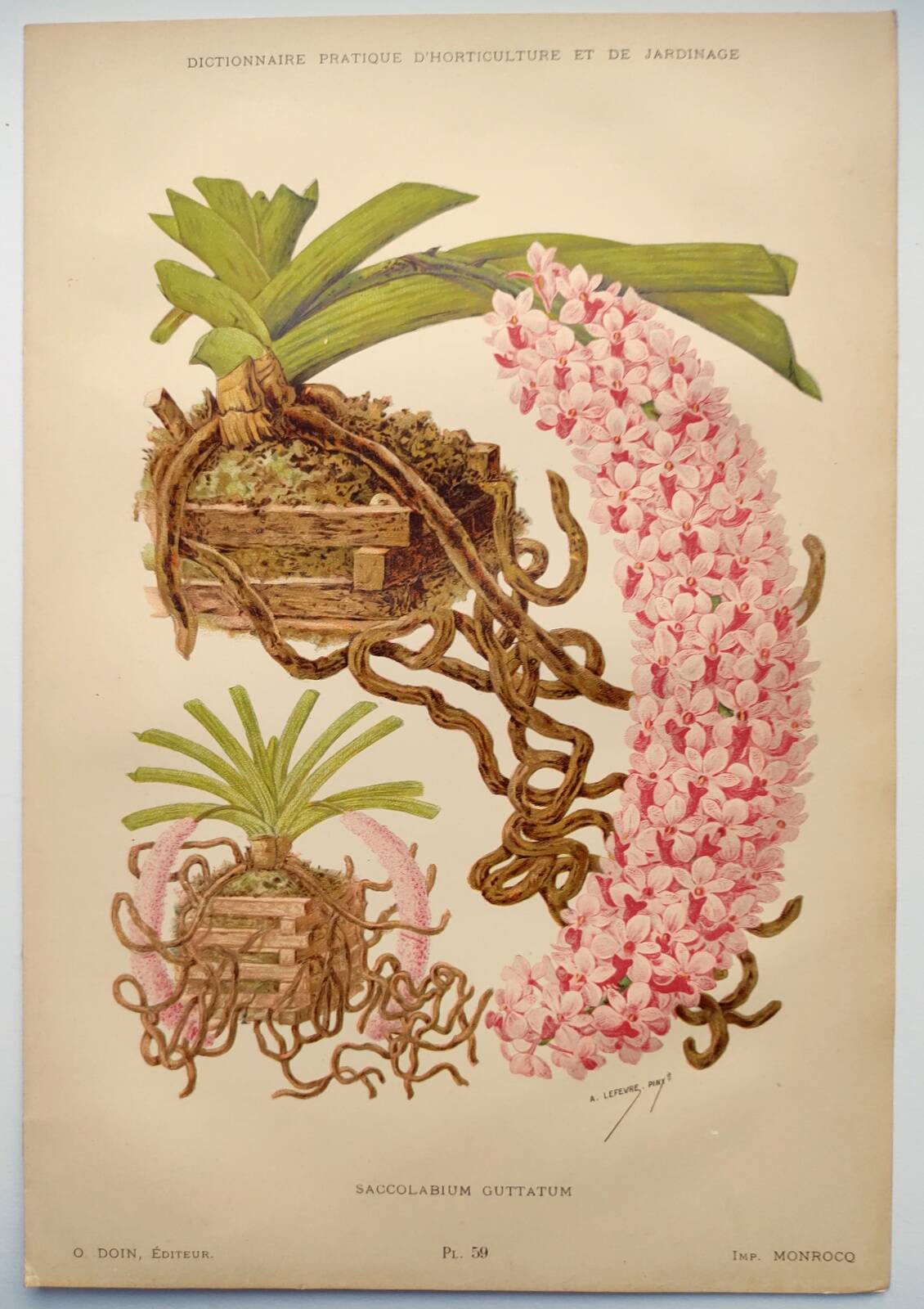 Botanical plate from 1897 - Spotted Saccolabium - Original old flower engraving by A.Lefevre