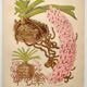 Botanical plate from 1897 - Spotted Saccolabium - Original old flower engraving by A.Lefevre