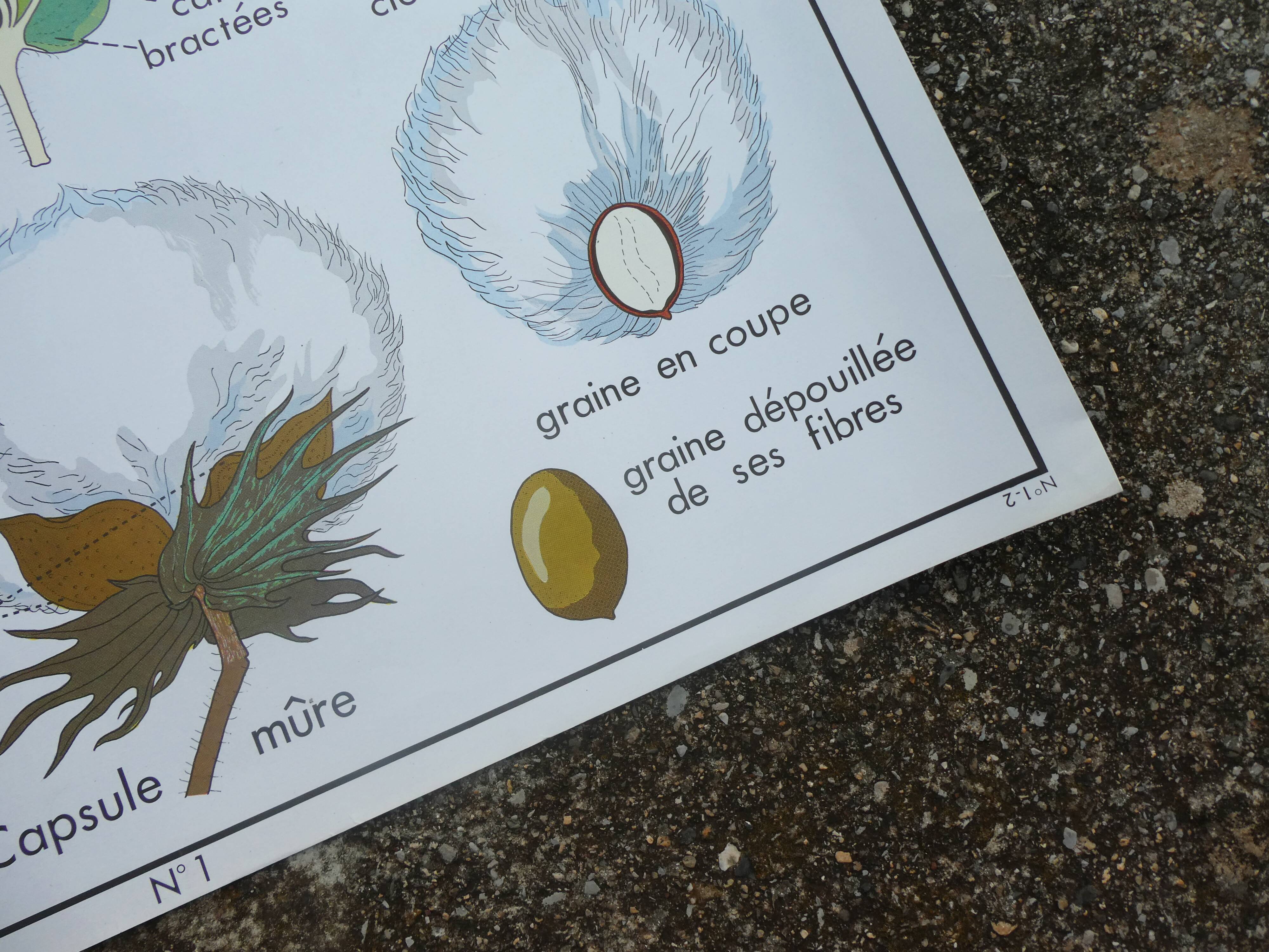 Rossignol educational poster "The cotton and the mango tree" vintage.