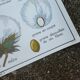 Rossignol educational poster "The cotton and the mango tree" vintage.