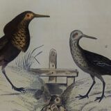 Original ornithological plate "