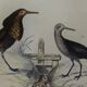 Original ornithological plate "
