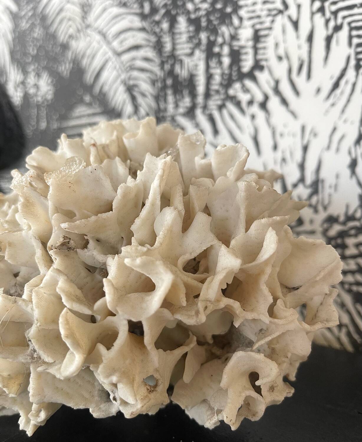 Ancient coral