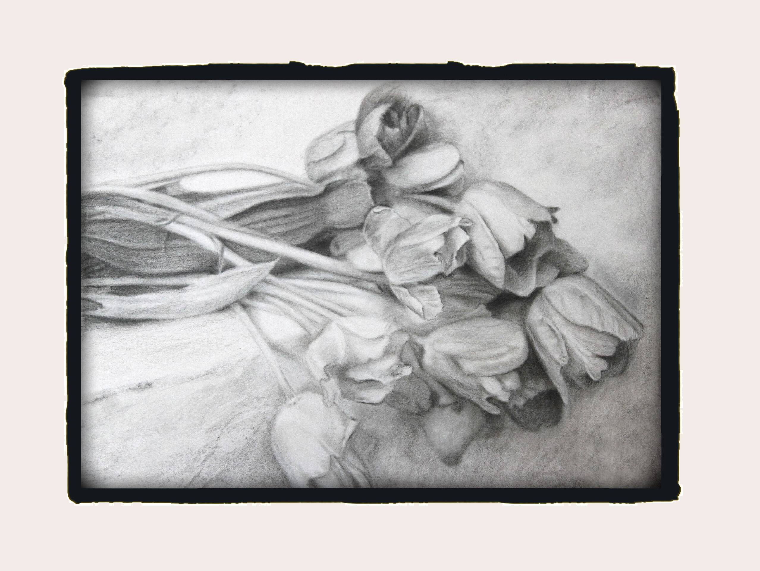 Dibujo de tulipanes a carbono sobre papel. Flowers sketch.