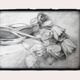 Dibujo de tulipanes a carbono sobre papel. Flowers sketch.