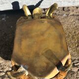 Turtle Storage Box by Anthony Redmile