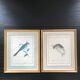 Planche ornithologique rossignol