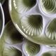 4 Moulin des Loups oyster plates with barbotine