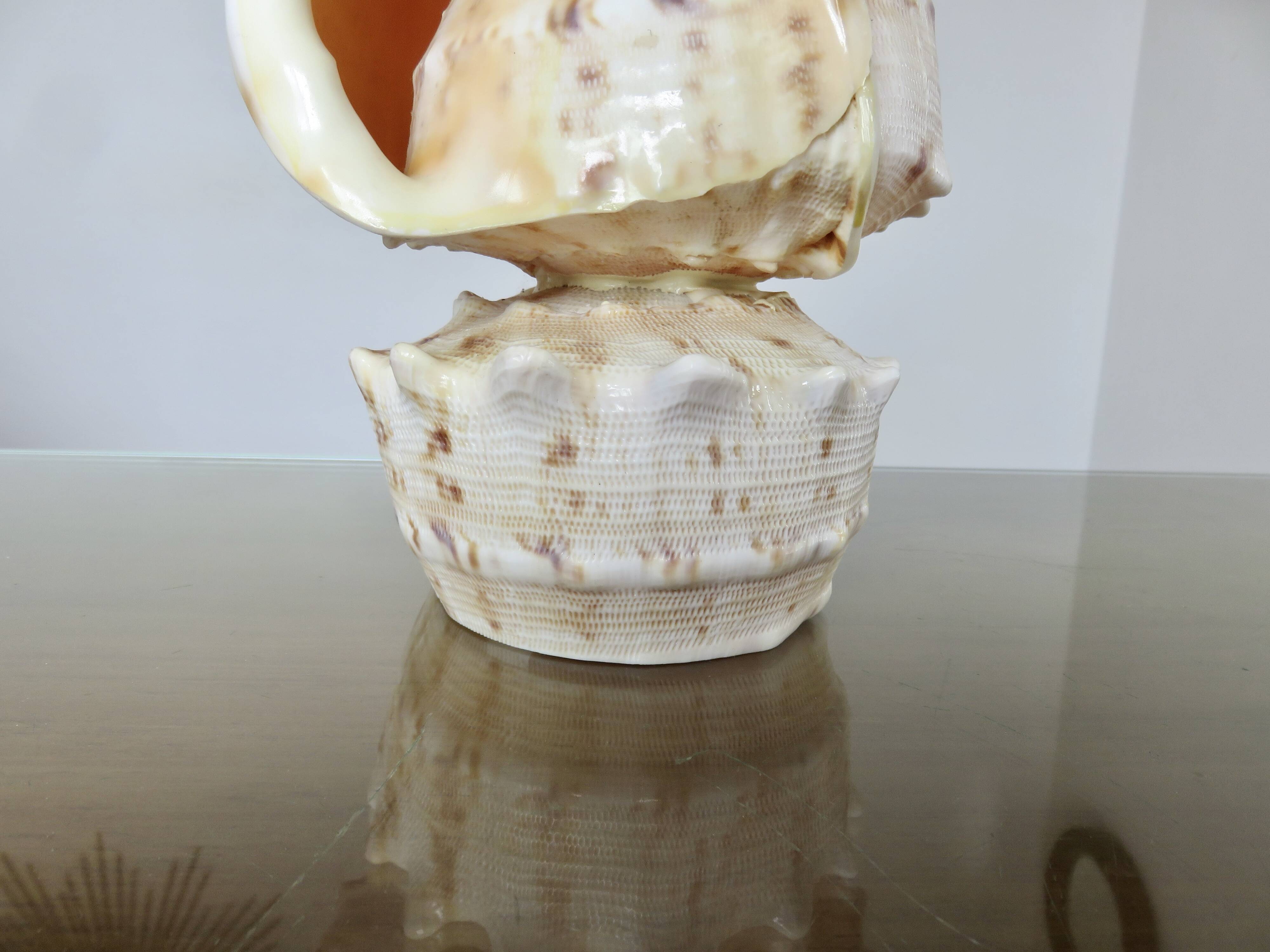 Lampe coquillage "cassis cornita" années 70