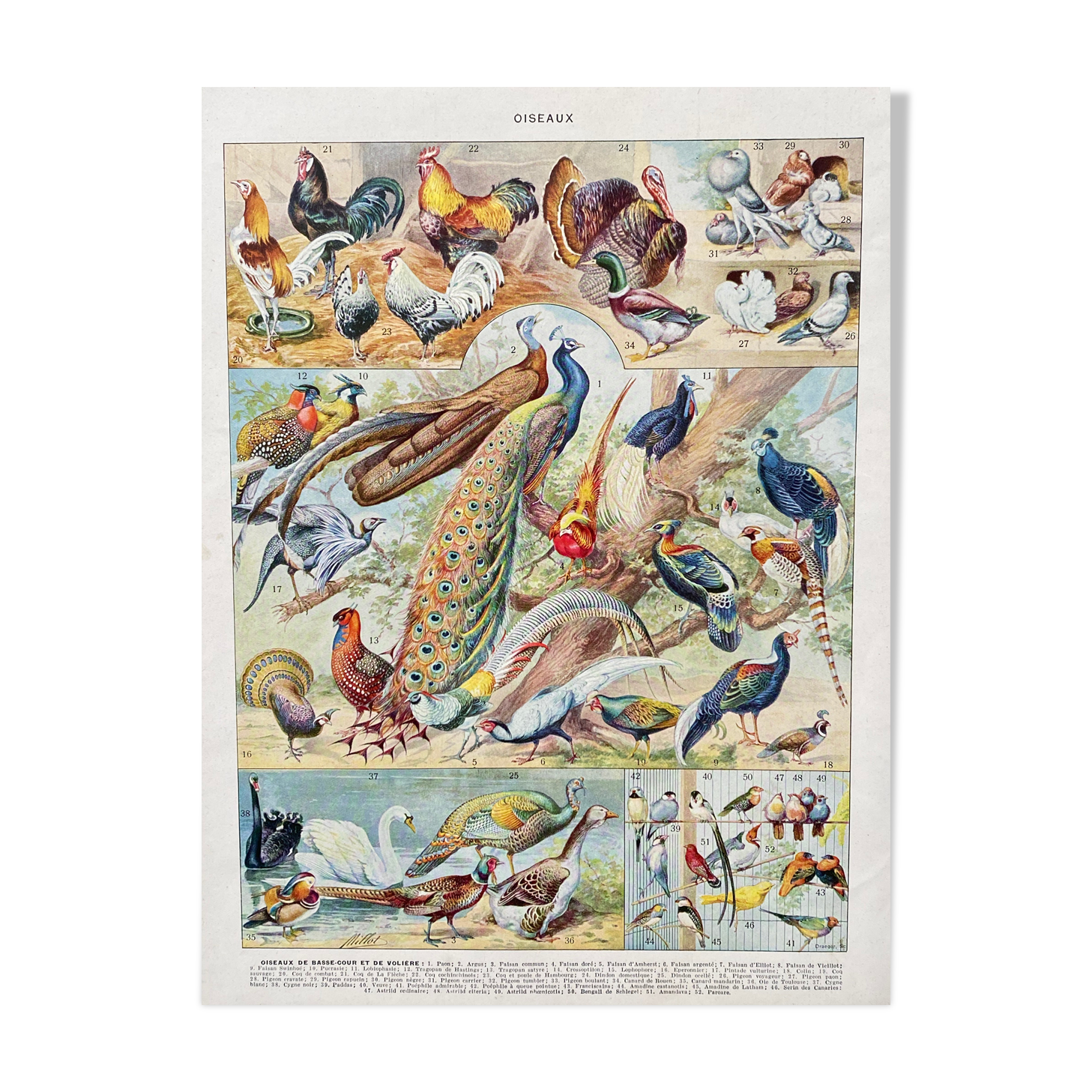 Illustration ancienne Millot "oiseaux"