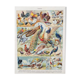 Illustration ancienne Millot "oiseaux"