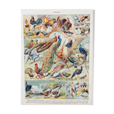 Illustration ancienne Millot "oiseaux"
