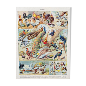 Illustration ancienne Millot "oiseaux"