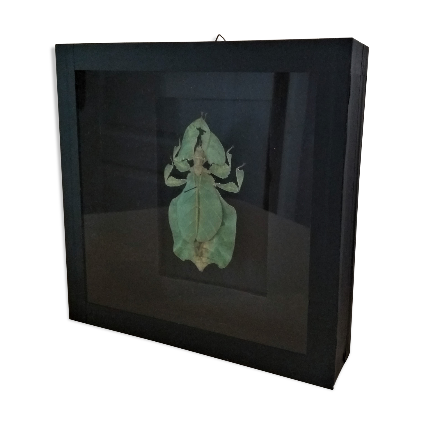 Entomology frame with phasm sheet phyllium bioculatum pulchrifyllium