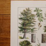 Original lithographs on forest and forest trees